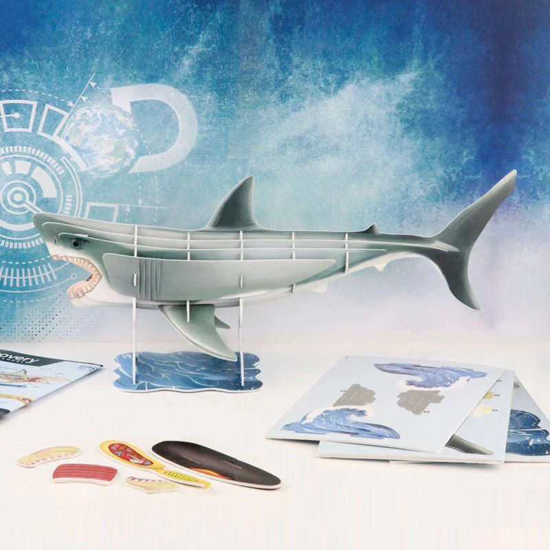 3D Shark Anatomy Construction Model - Image 3