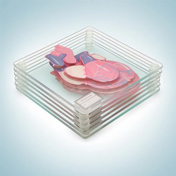 Anatomic Heart Specimen Coasters - Image 3